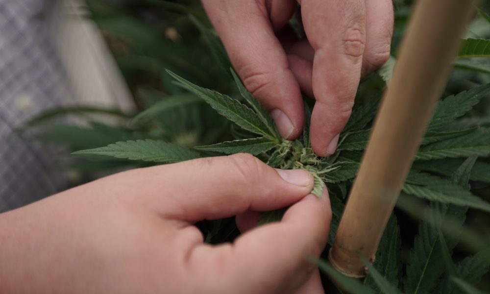 Alabama Judge Further Delays State’s Stalled Medical Marijuana Licensing Process
