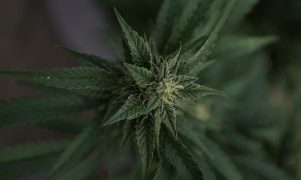 More cannabis bills hit CA gov's desk (Newsletter: September 1, 2022)