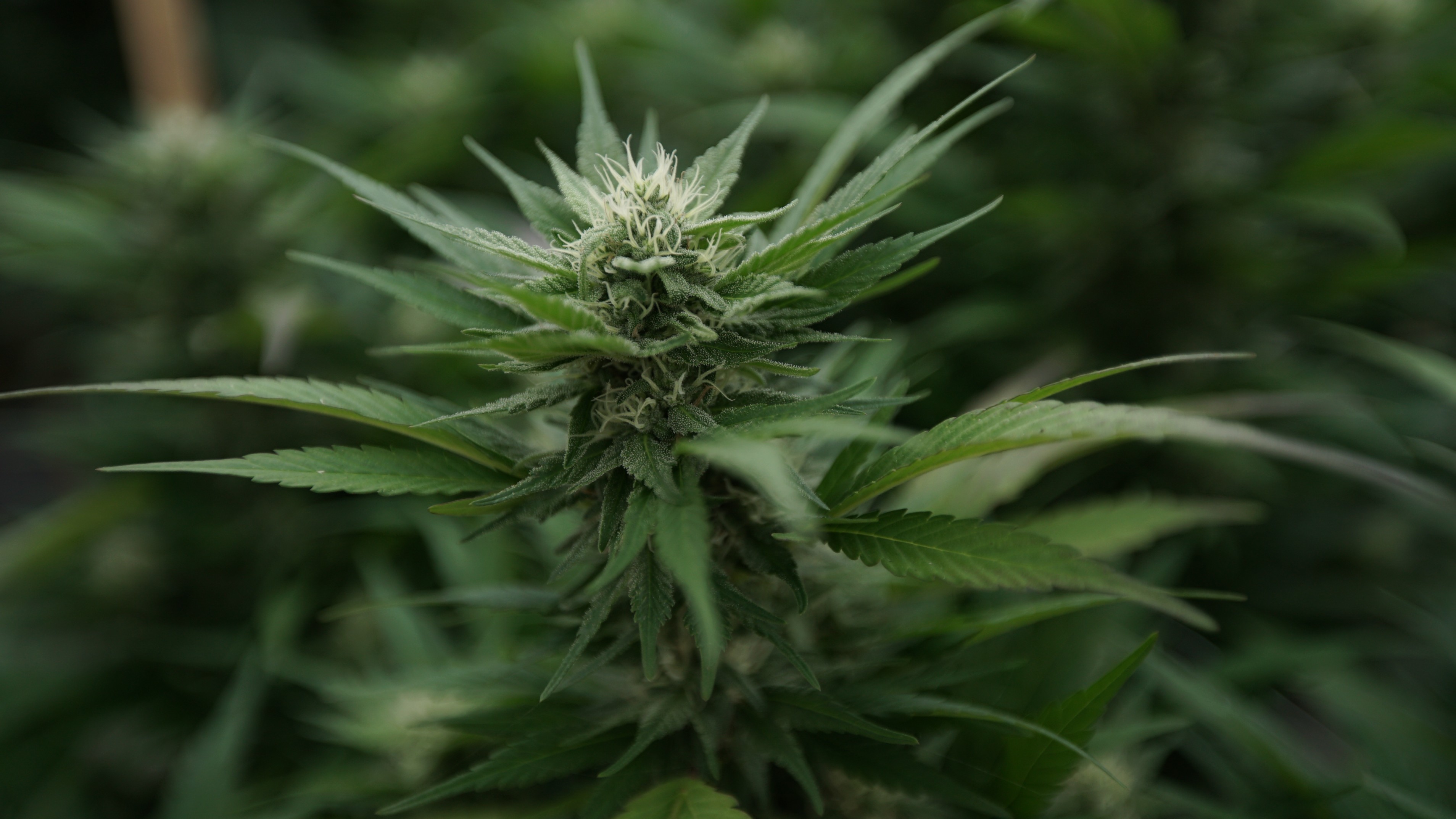Study Reveals Little Known Trick To Make Marijuana Plants Grow More Bud For Less Marijuana Moment