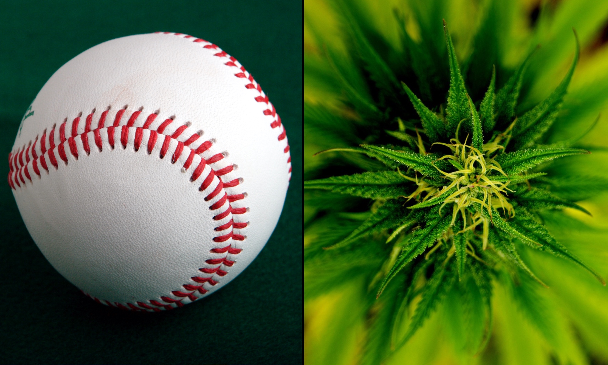 MLB Teams Can Now Be Sponsored By CBD Companies, Baseball League Official  Says - Marijuana Moment
