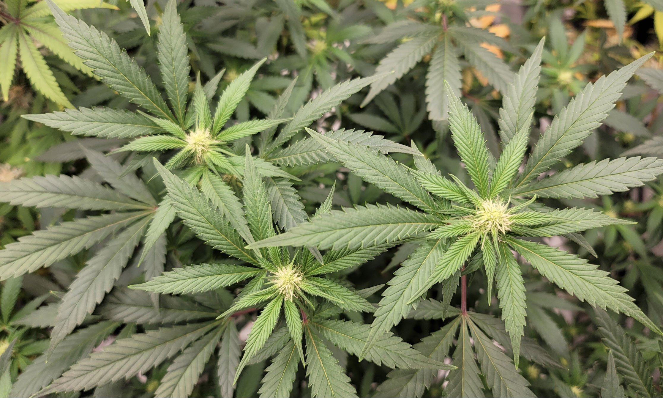 Legal weed in Missouri: How recreational marijuana is going so far