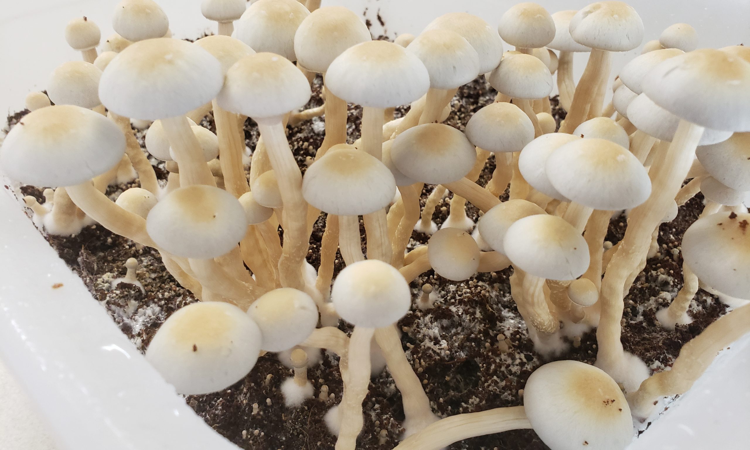 Magic Mushroom – Coming Soon
