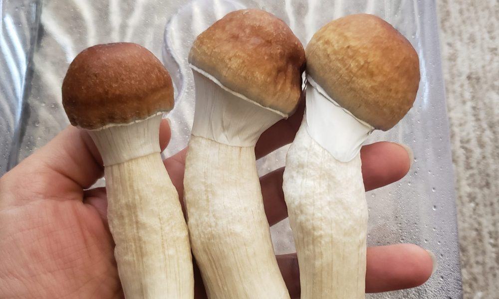 Mushrooms, democracy and change: Coloradans share why they voted