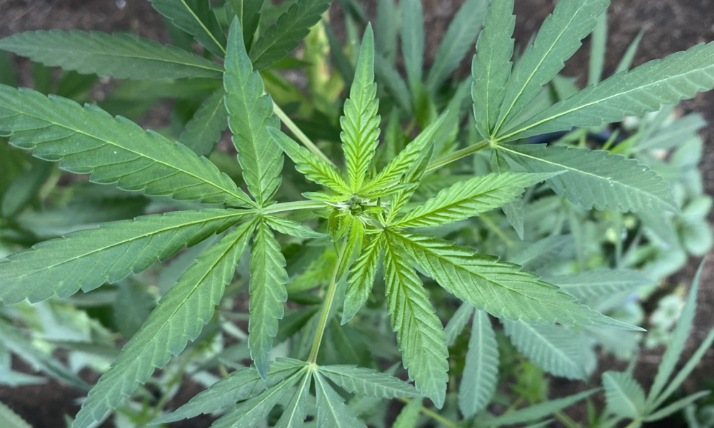 Minnesota legalized marijuana. Now it's giving a Missouri-based