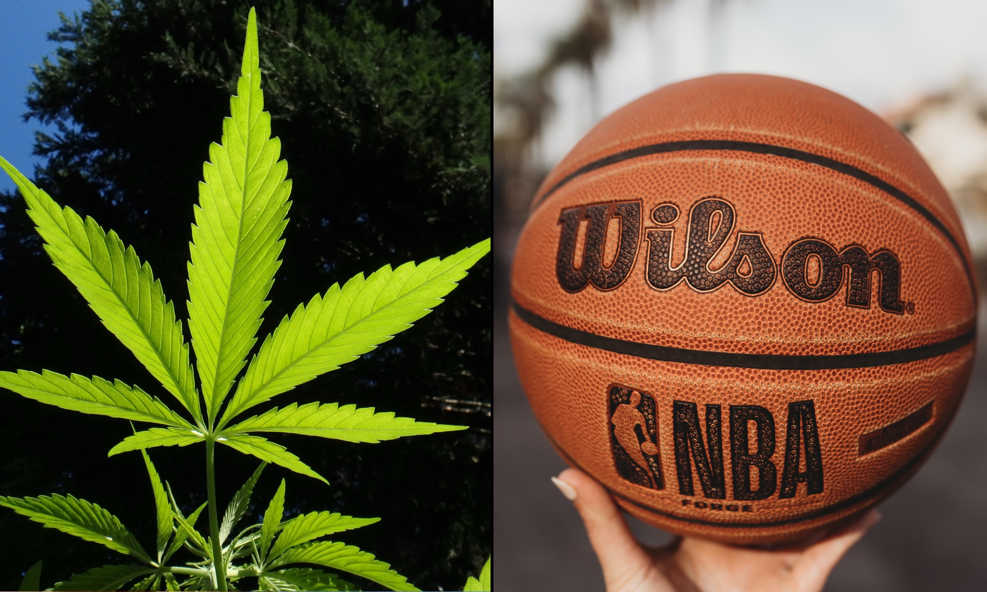 NBA Clarifies Players Won't Be Able To Promote Marijuana Brands, But League  Will Allow Passive Investments And End Testing - Marijuana Moment